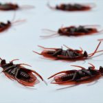 Cockroaches on white background