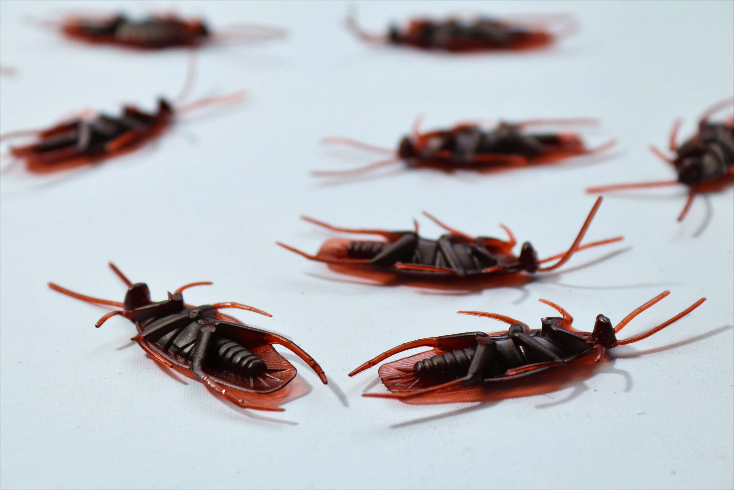 Cockroaches on white background